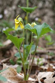 Wildflower at Myers Woods. (Photo by Bob Klips)