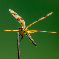 Halloween Pennant dragonfly
