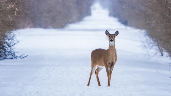 White Tailed Deer standing in snow on the trail.